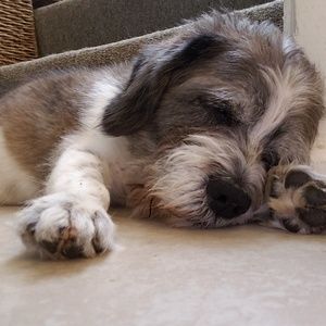 Meet your Posher, Craig